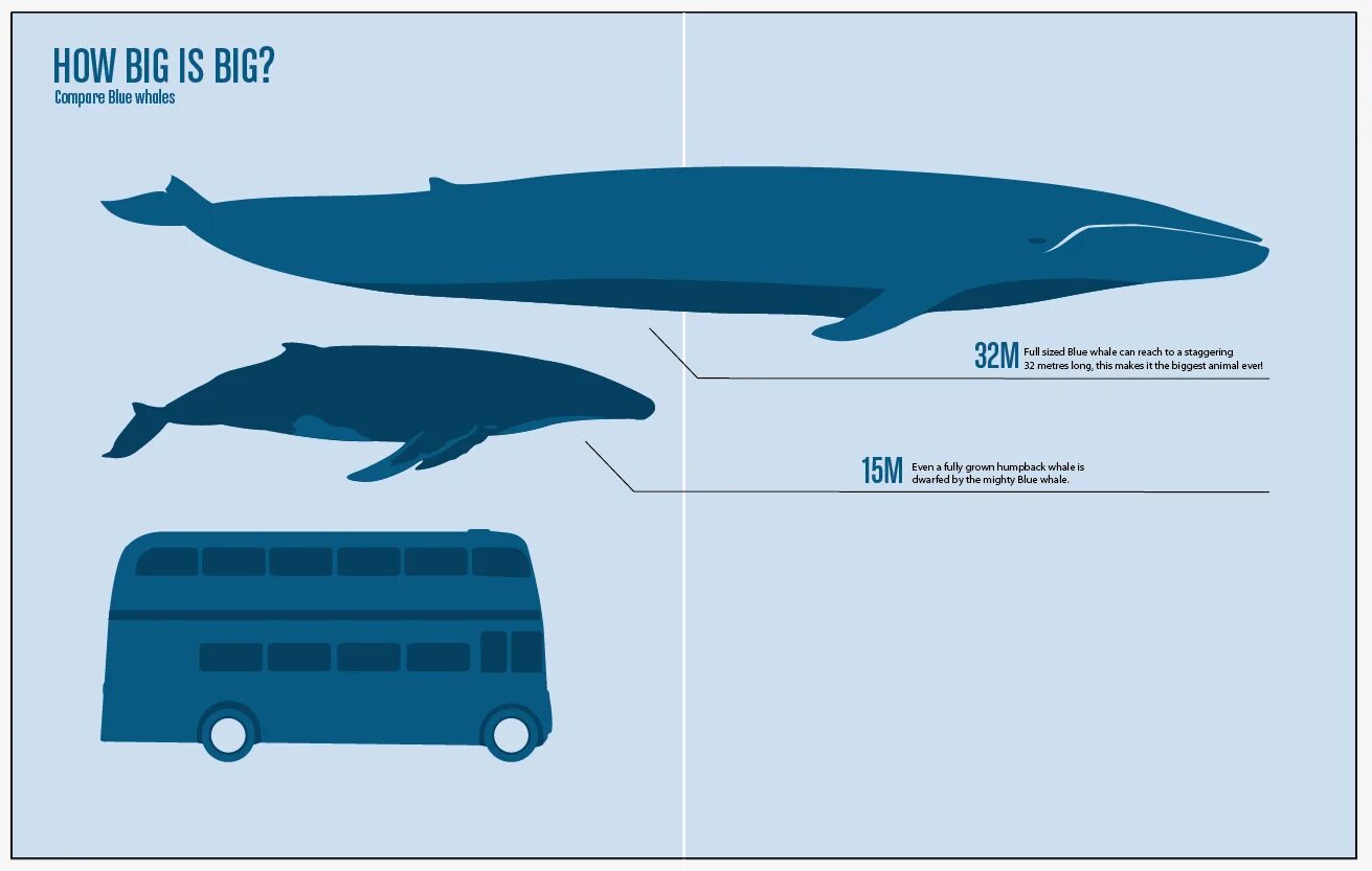 Синий размер. Синий кит по сравнению с автобусом. Синий кит в сравнении с горбатым китом. Кит с размером авто. Кит в сравнении с самолетом.