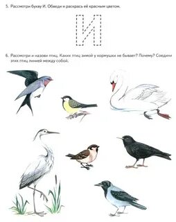 Рассматриваем птицы