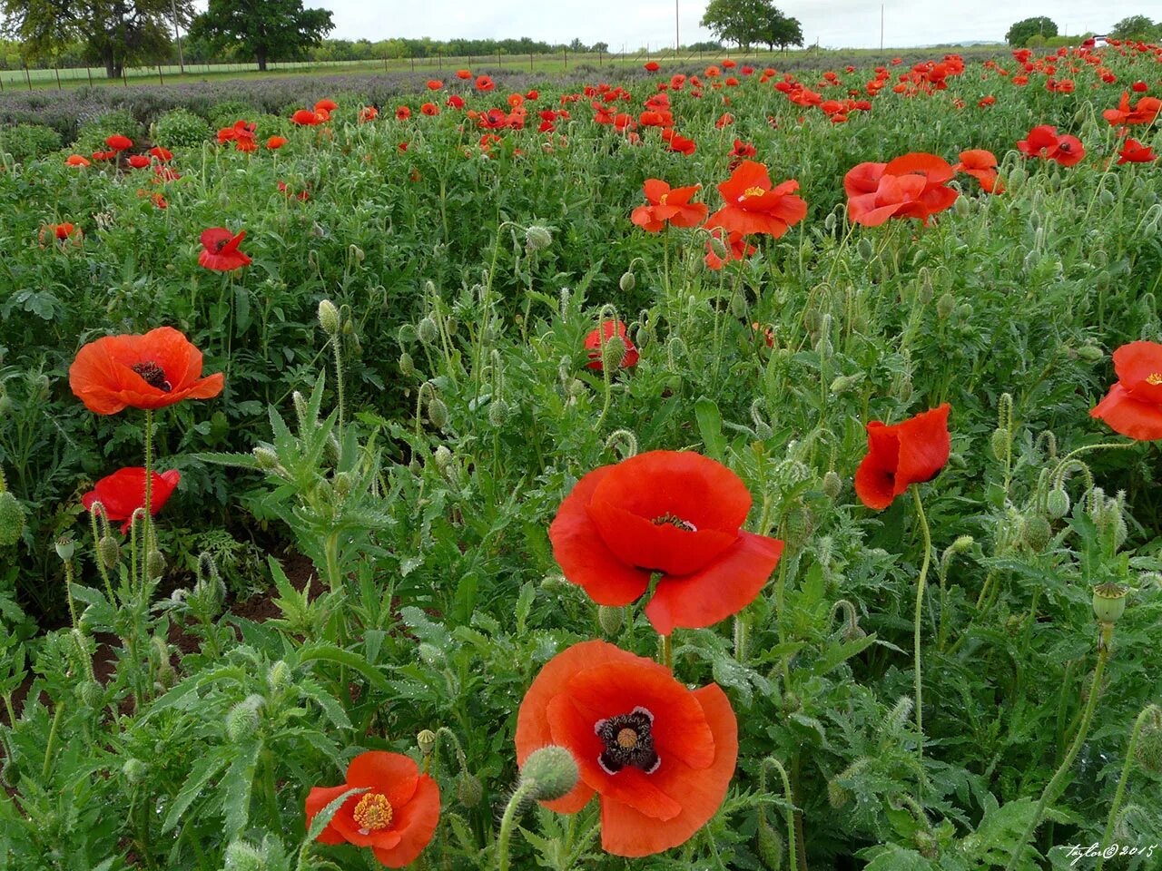 Corn poppies. Мак самосейка. Мак полевой (Мак-самосейка. Мак самосейка шелковый муар. Херсонес Мак самосейка.