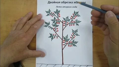 Как обрезать малиновое дерево осенью правильно