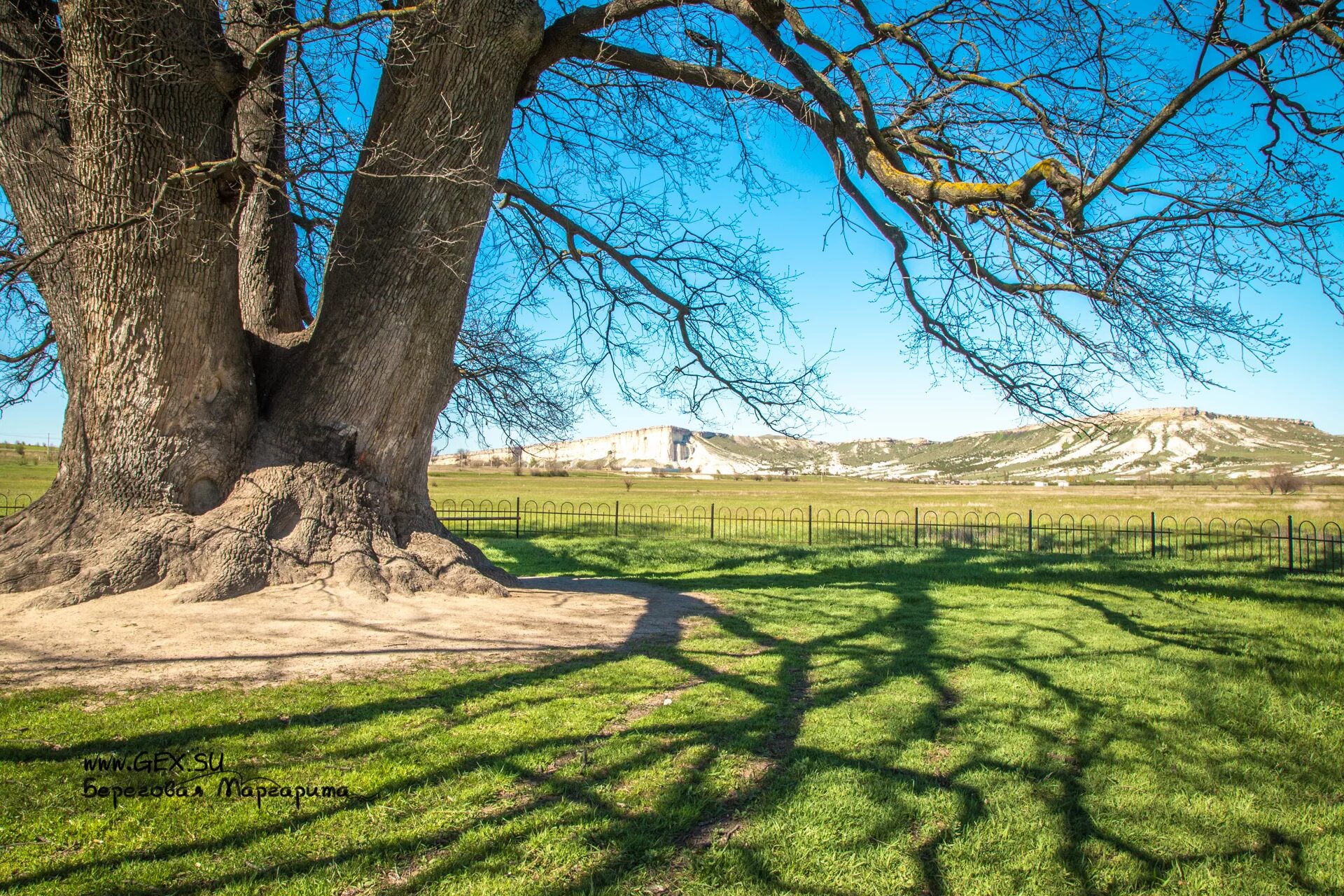 дуб суворова у белой скалы. дуб белая скала. белая скала крым дуб суворова. суворовский дуб. суворовский дуб белогорск крым.