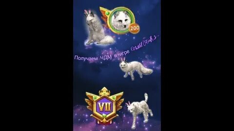 Вилд чемпион