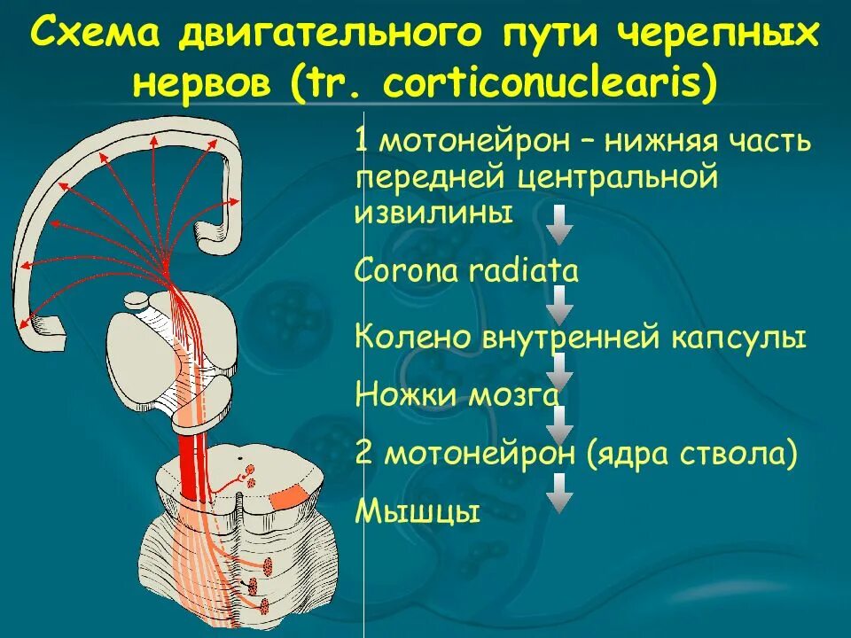 Пути черепных нервов. Схема двигательного пути черепных нервов. Двигательного ядра 9 пары черепных нервов. Двигательные ЧМН. Корковый центр 1 пары черепных нервов.