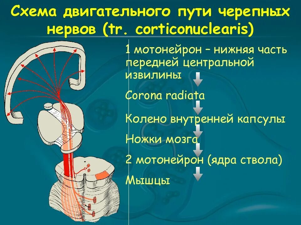 Пути черепных нервов