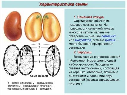 Почечка зародыша