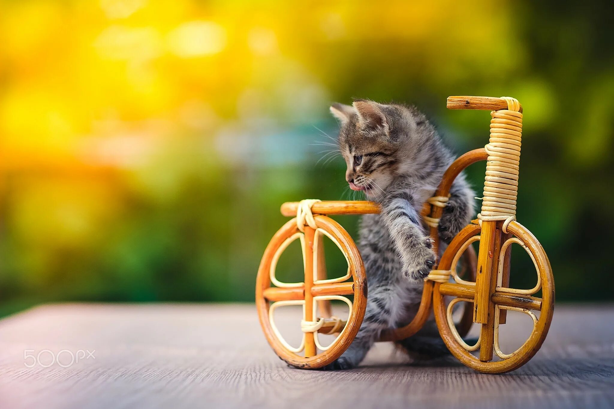 Cat bike. Креативный котик. Позитивные котята. Позитивные картинки на рабочий стол. Котик на велосипеде.