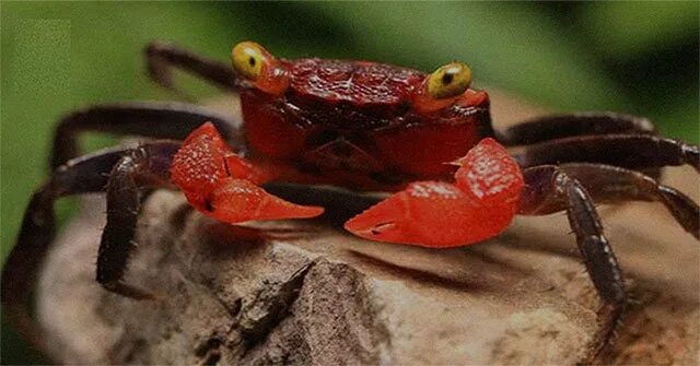 Краб дьявол. Краб красный дьявол Geosesarma Hagen. Краб красный паук - Red Spider Metasesarma SP.. Миниатюрных краба «красный дьявол» (Geosesarma Hagen). Краб вампир красный дьявол.