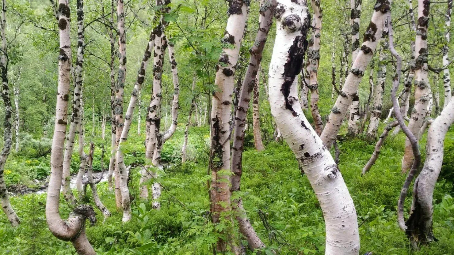 Медведицкая гряда березы. Медведицкая гряда Чертово Логово. Медведицкая гряда синяя гора. Медведицкая гряда аномальная зона. Танцующие березки