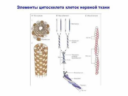 Элементы клеточной системы