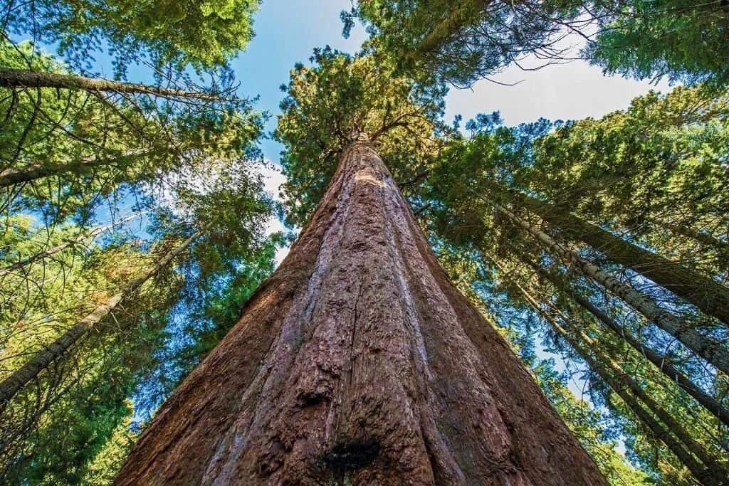 Секвойя дерево. Калифорнийская Секвойя Гиперион. Секвойядендрон гигантский Мамонтово дерево. Дерево Гиперион Редвуд. Самые крупные деревья в россии