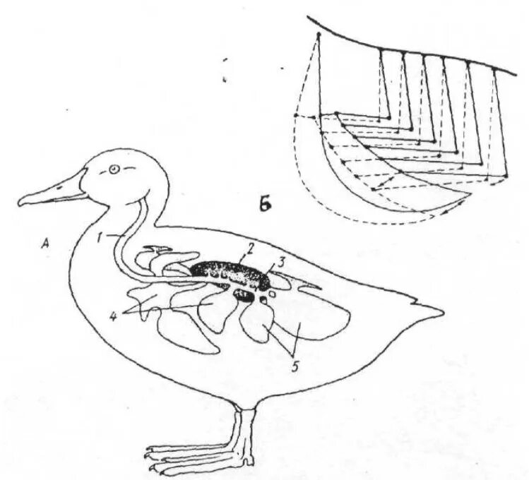 Звуковой анализ слова утка. Утка схема 1. Звуковой анализ слов карточки. Утка слоги. Дыхательная система уток.