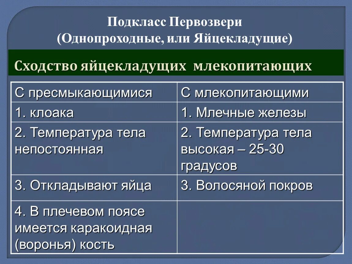 Сходства первозверей и пресмыкающихся