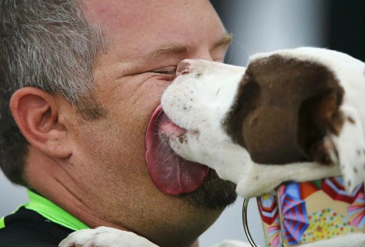 Собака лижет хозяина. Девушка целует собаку. Собака лижет. Почему собаки лижутся человека. Собака лижет.