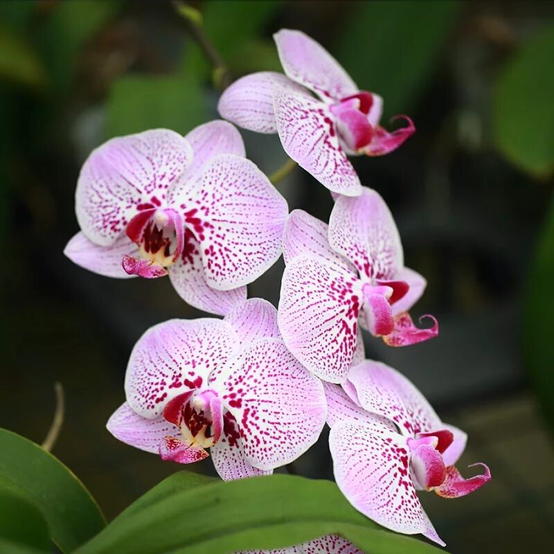 Какие сорта орхидеи. Видовой фаленопсис. Фаленопсис Орхидные.