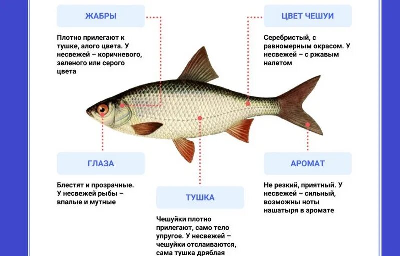 Как определить свежесть рыбы