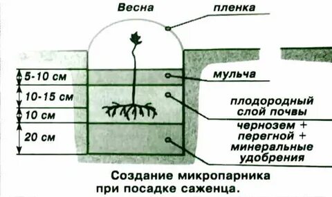 Посадка винограда весной
