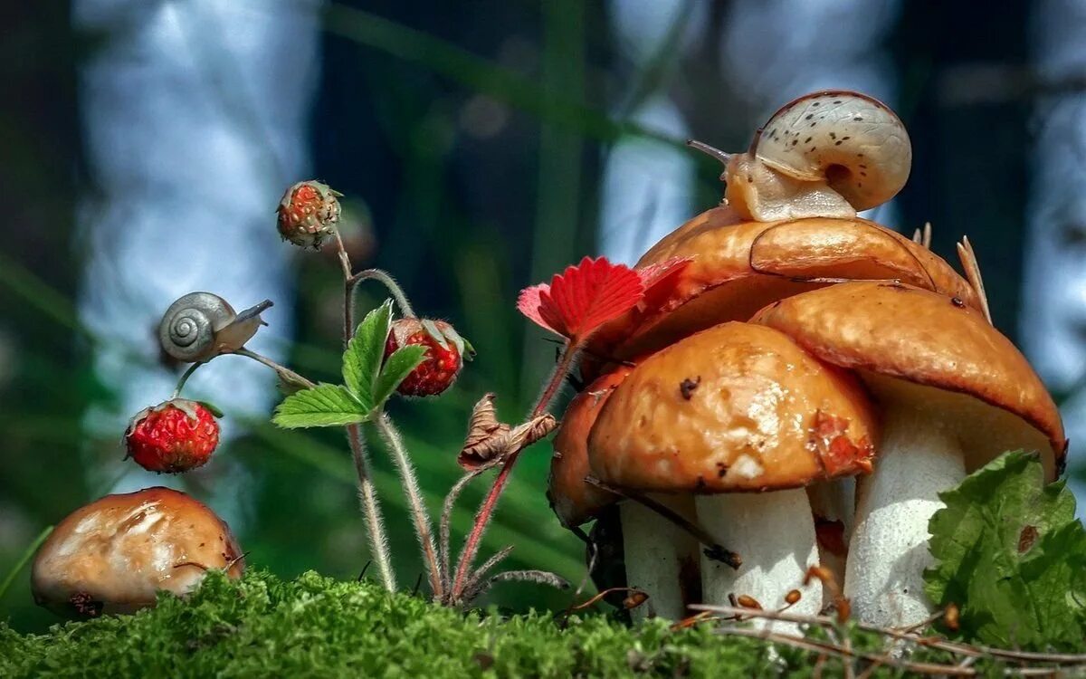 Полянка с грибами. Грибы в лесу. Ягодки грибочки. Природа лес грибы. Осень грибы.