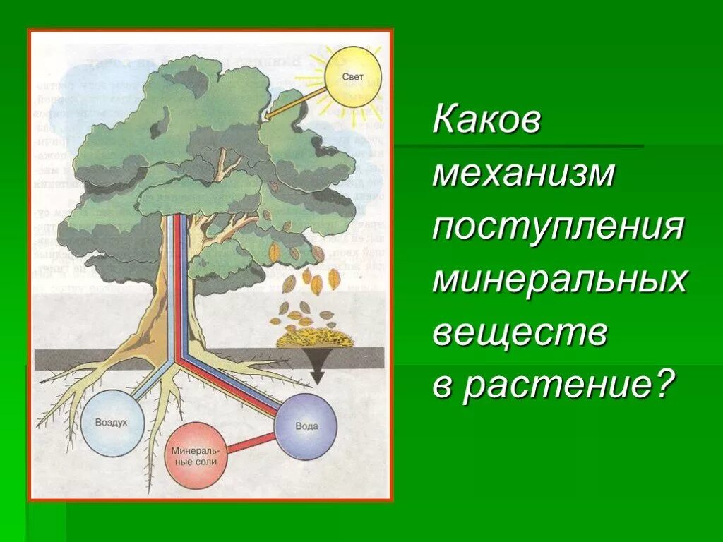 Каково значение процесса деления в жизни растения. Минеральное питание растений. Поступление питательных веществ в растения. Презентация питание растений. Схема питания растений.