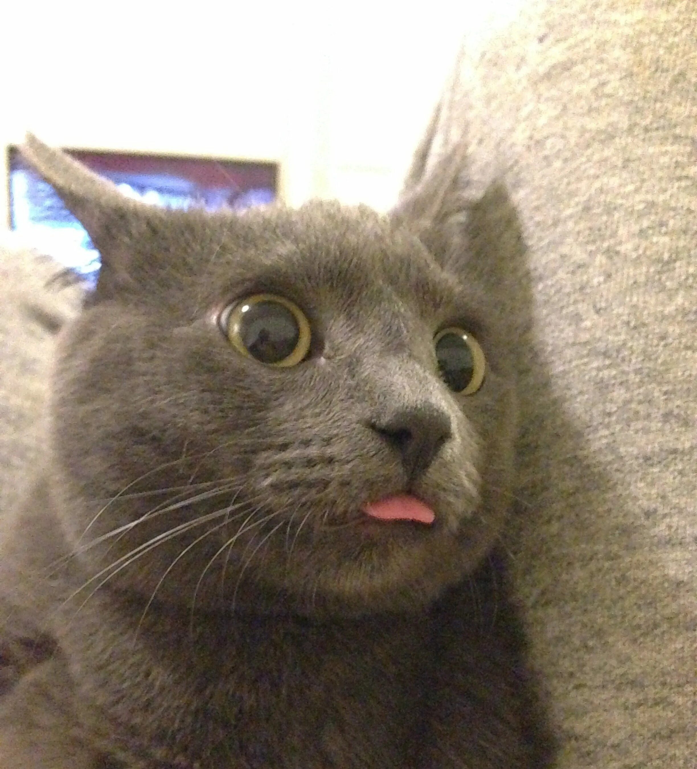 Немного кота