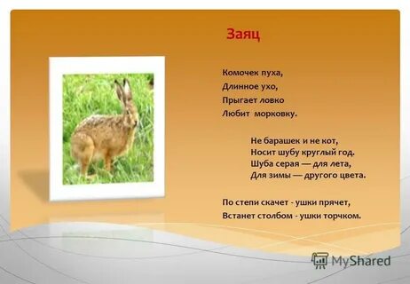 Загадка летом шубу