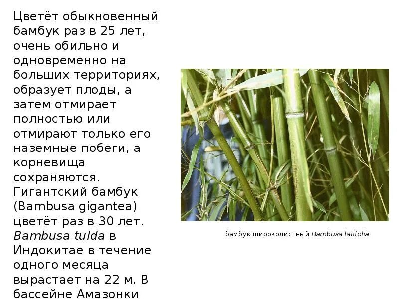 Семейство растения бамбук. Бамбук phyllostachys aureosulcata ‘spectabilis‘. Бамбуковые листья. Бамбук незуко. Семейство растения бамбук.