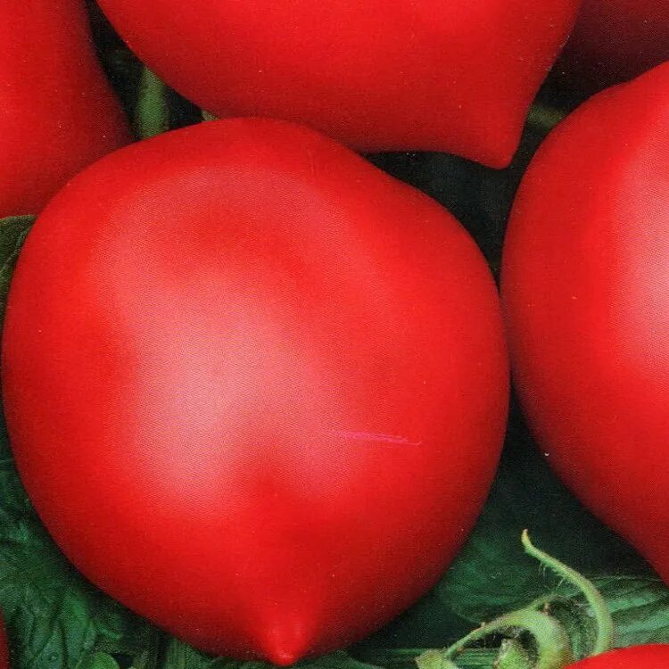 Где можно купить семена помидор. Томат Хали Гали. Земба томат. Семена помидор Хали Гали. Томат Хали-Гали f1.