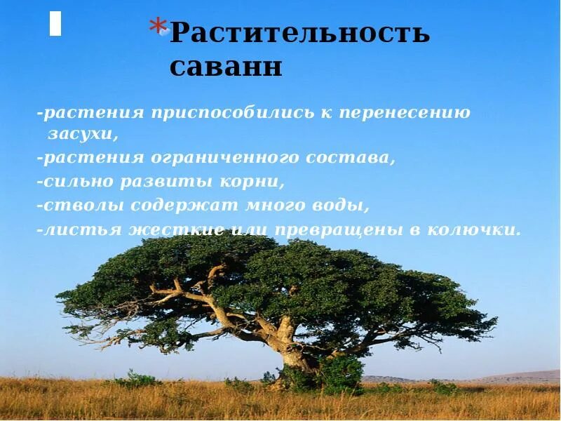 Тропический пояс 6 класс география. Растительный мир саванны. Приспособление растений в саванне. Презентация растительность саванн. Растения саванны и тропического леса.