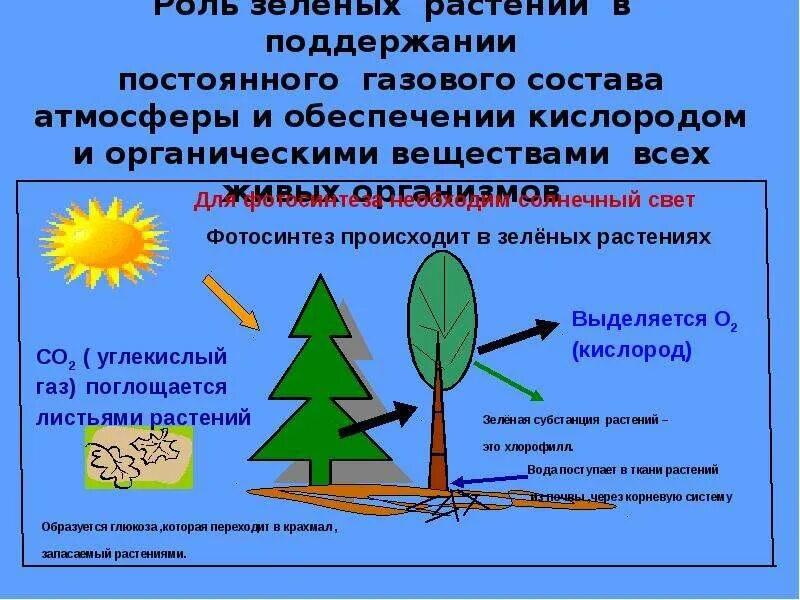 Что такое космическая роль растений. Космическая роль растений. Роль зеленых растений. Кармическая роль зеленых растений. Роль зеленых растений на планете.