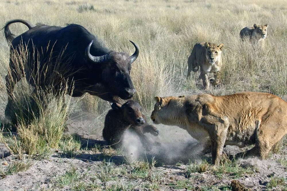 Дикие животные Африки. Хищники в природе. Охота хищных животных. Дикие звери Африки. Хищники дикой африки видео