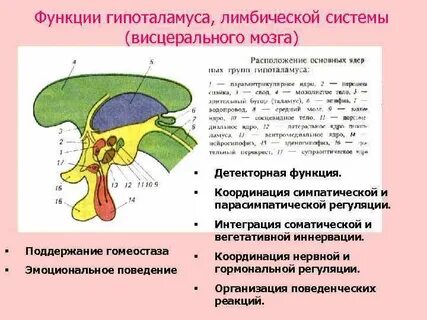 Как проверить гипоталамус