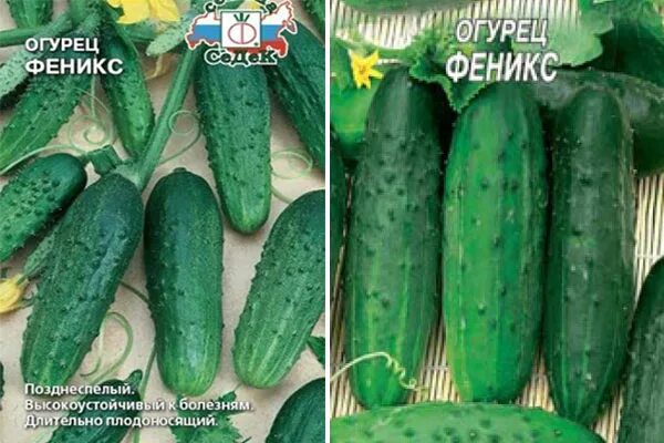 Огурец Феникс плюс 1г Семена огурца Фиалка.net