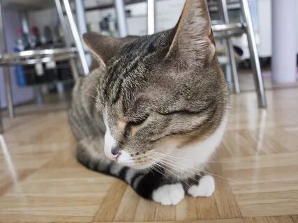Cat high