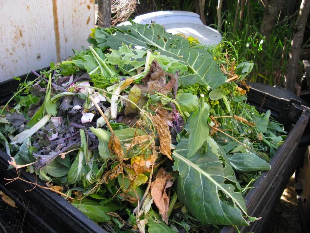 Куда деваются остатки. Цветы на компостной куче. растительные остатки. овощи с ботвой. растительные отходы.