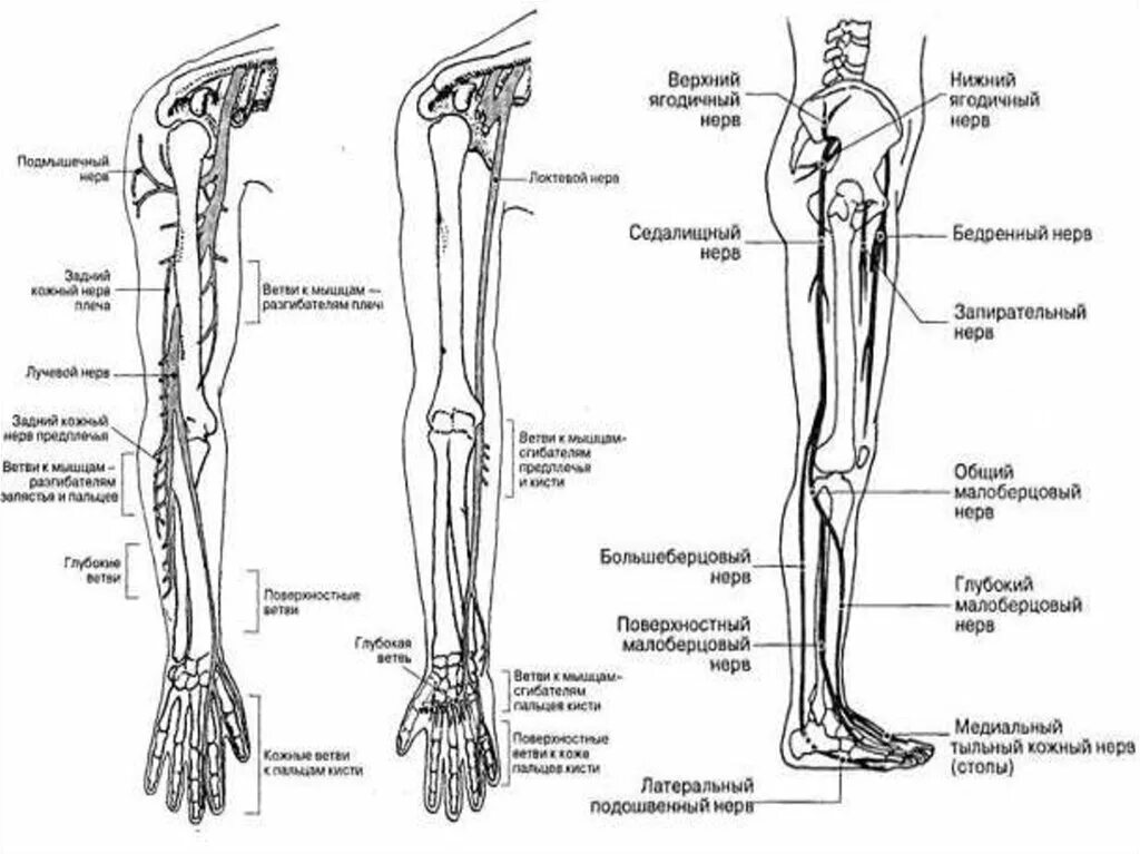 Схема иннервации туловища верхних и нижних конечностей. Иннервация нижней конечности анатомия. Иннервация нижней конечности схема. Нервная система нижних конечностей человека анатомия.