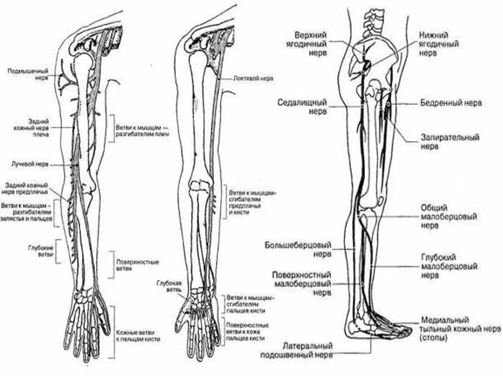 Верхние и нижние каналы. Схема иннервации туловища верхних и нижних конечностей. Иннервация нижней конечности анатомия. Иннервация нижней конечности схема. Нервная система нижних конечностей человека анатомия.