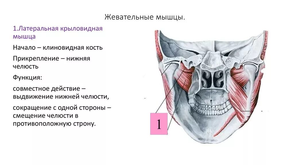 Мышца поднимающая кость. Крыловидные мышцы челюсти анатомия. крыловидная жевательная мышца. жевательные мышцы латеральная крыловидная. анатомия жевательных мышц нижней челюсти.