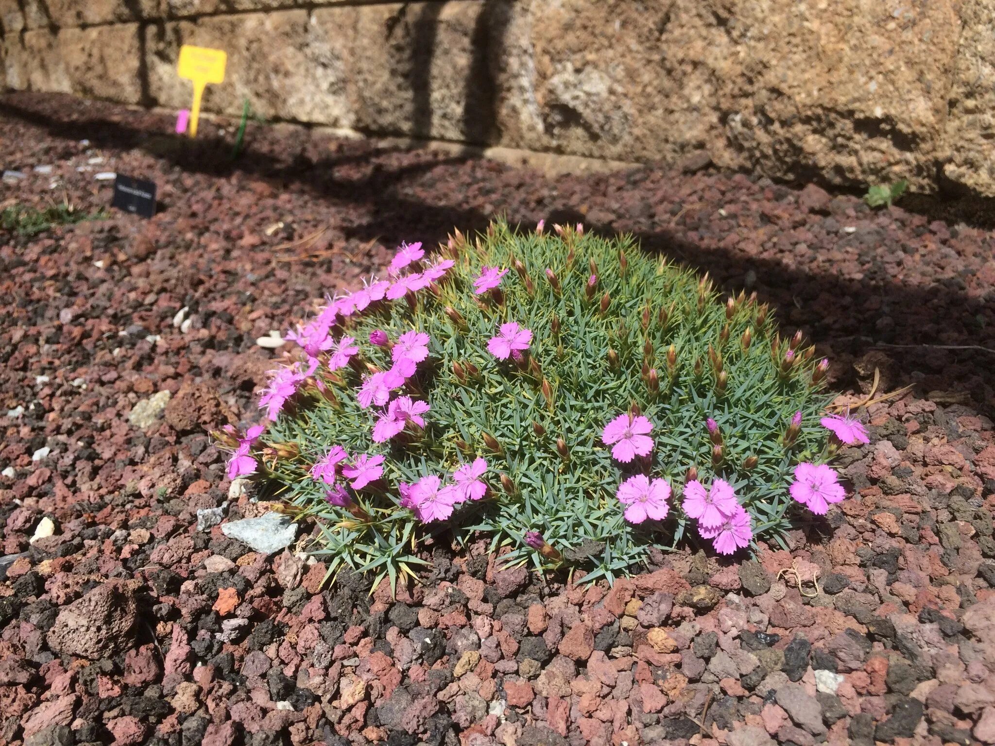 Гвоздика травянка Альпийская. Гвоздика Dianthus Alpinus. Гвоздика Альпийская Диантус. Гвоздика Альпийская почвопокровная. Гвоздика почвопокровная