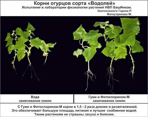 Под корень огурцов. Корни огурца глубина. Корневая система огурца. Корневище огурца. Корневая огурцов глубина.