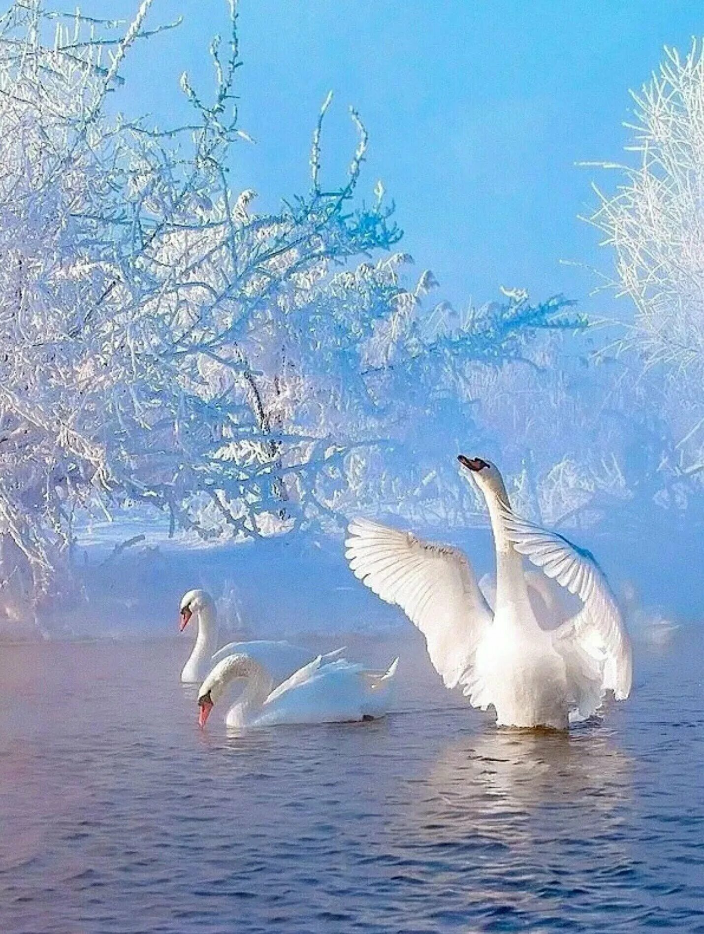 Доброго благословенного дня зимние картинки. Лебединое озеро партия лебедя. Лебедушка Лебединое озеро. Лебеди на озере. Лебеди зимой.
