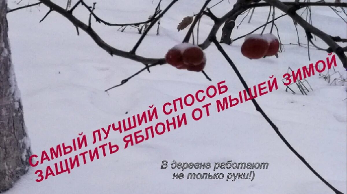 Защита яблонь от мышей зимой в саду. Защита яблони от мышей на зиму. Защита саженцев от Зайцев. Как защитить яблоню от грызунов. Заяц обгрыз яблоню