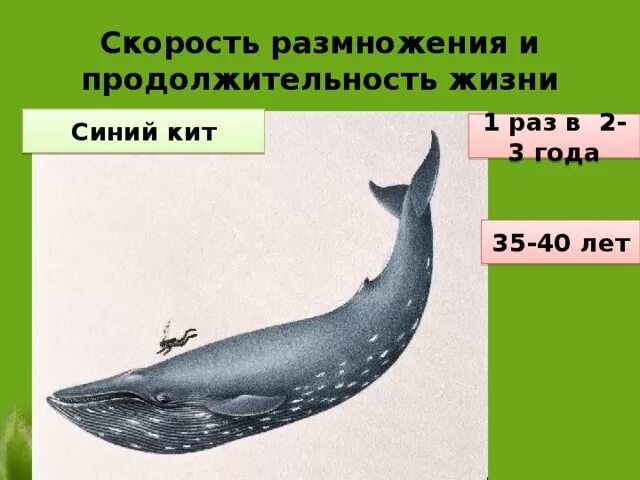Где живет кит русский язык 1 класс. Продолжительность жизни китообразных. Продолжительность жизни синего кита. Скорость синего кита. Средняя Продолжительность жизни китов.