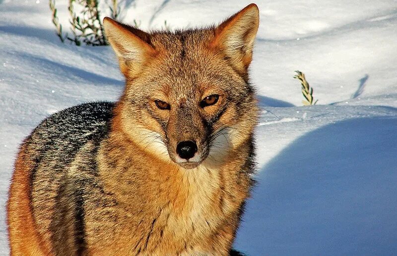 Андская лиса. Lycalopex culpaeus. Лисы кульпео Фокс. Азарова лисица. Take fox