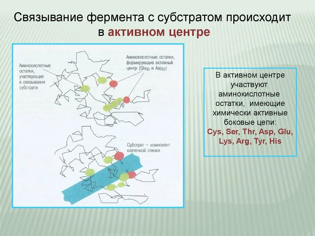 Связывание фермента с субстратом. Центры связывания фермента. Субстрат активный центр фермента. Активный центр субстрата субстрат фермент. В составе 3 активных