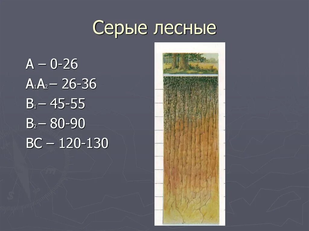 Условия образования серых почв. Почвенный профиль серых лесных почв. Серые Лесные почвы профиль почвы. Темно серые Лесные осолоделые почвы. Серые Лесные почвы разрез.