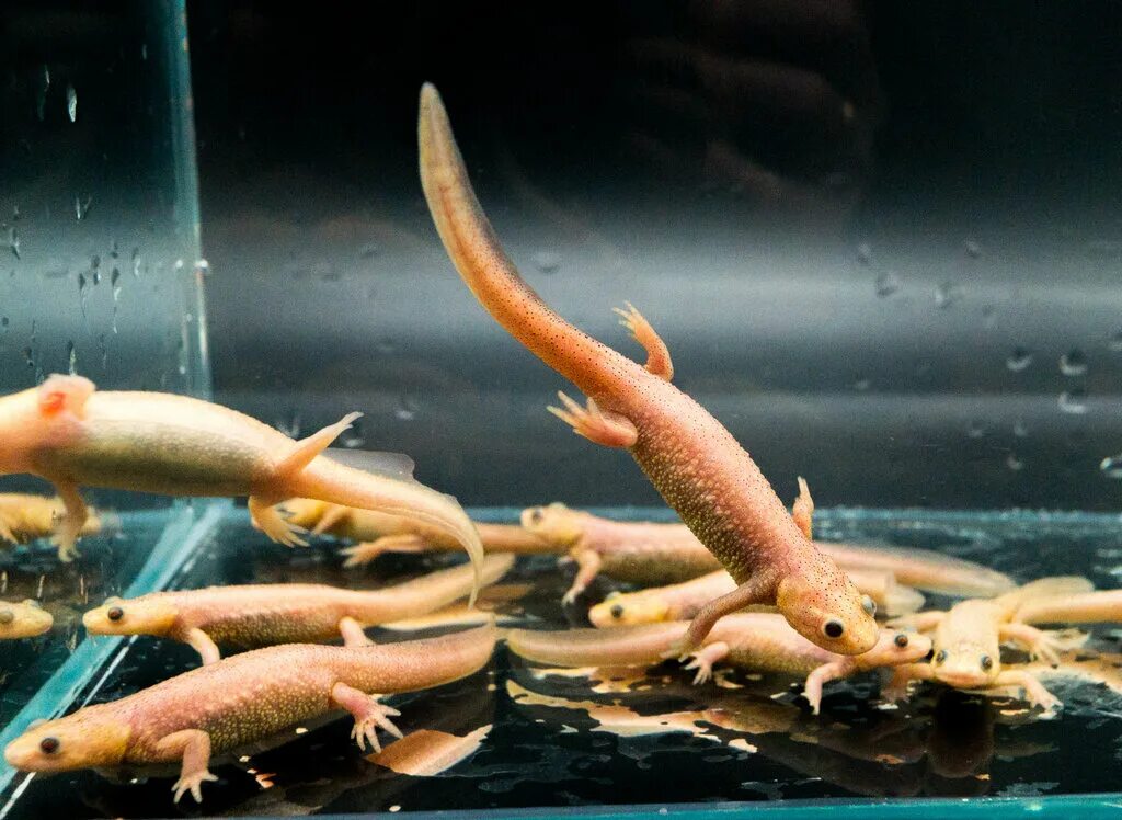 испанский иглистый тритон. тритон аквариумный испанский. тритон аквариумный испанский. тритон испанский иглистый белый. тритон иглистый аквариумный.