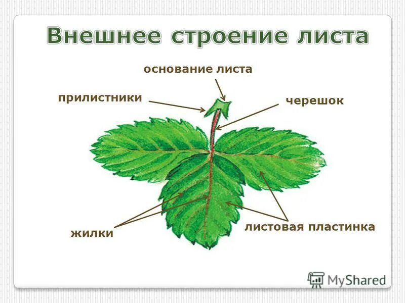 Строение черешка листа. Состоит из листовой пластины и черешка. Внешнее строение черешкового листа. Листовая пластинка 2 – черешок 3 – жилка. Состоит из листовой пластины и черешка.