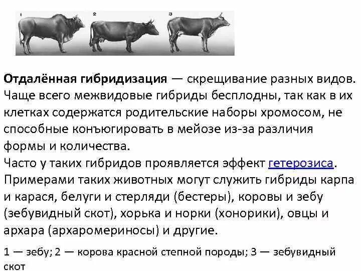 Межвидовая (отдалённая) гибридизация. Отдаленная гибридизация растений. Почему межвидовые гибриды бесплодны. Скрещивание разных видов. Почему гибриды бесплодны