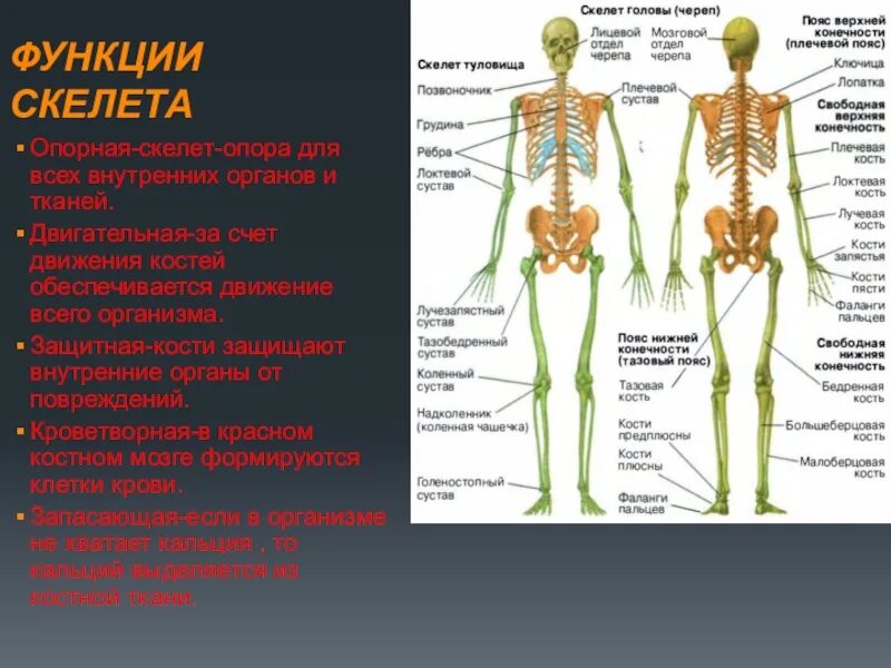 Строение скелета человека. Название основных костей скелета человека. Функции костей скелета человека. Название частей скелета. Питание кости обеспечивает