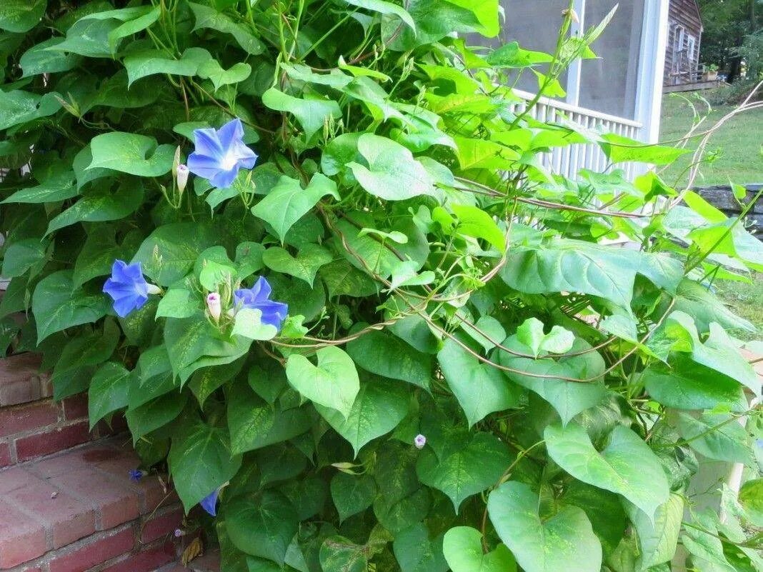 Цветок вьюнок уличный. Ипомея вьюнок. Ипомея пурпурная. Цветок вьюнок уличный. Цветок вьюнок уличный.