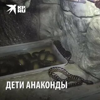 Детка моя анаконда